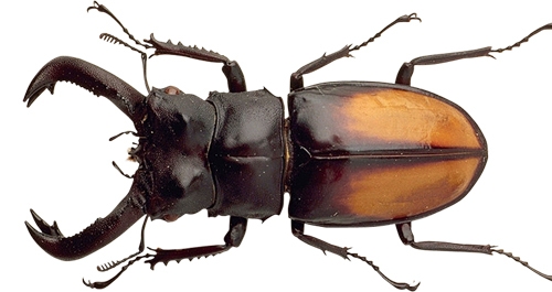 莫斯科昆蟲“或葡萄酒”品牌包裝設(shè)計，不過看起來有點(diǎn)恐怖