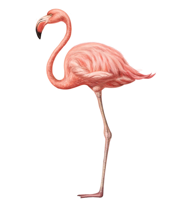 自然界野生動物來體現(xiàn)化妝品的純天然—護膚品包裝設(shè)計