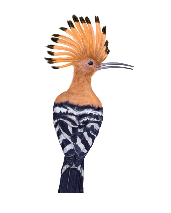 自然界野生動物來體現(xiàn)化妝品的純天然—護膚品包裝設(shè)計