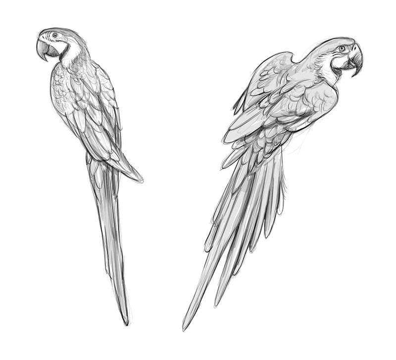 自然界野生動物來體現(xiàn)化妝品的純天然—護膚品包裝設(shè)計