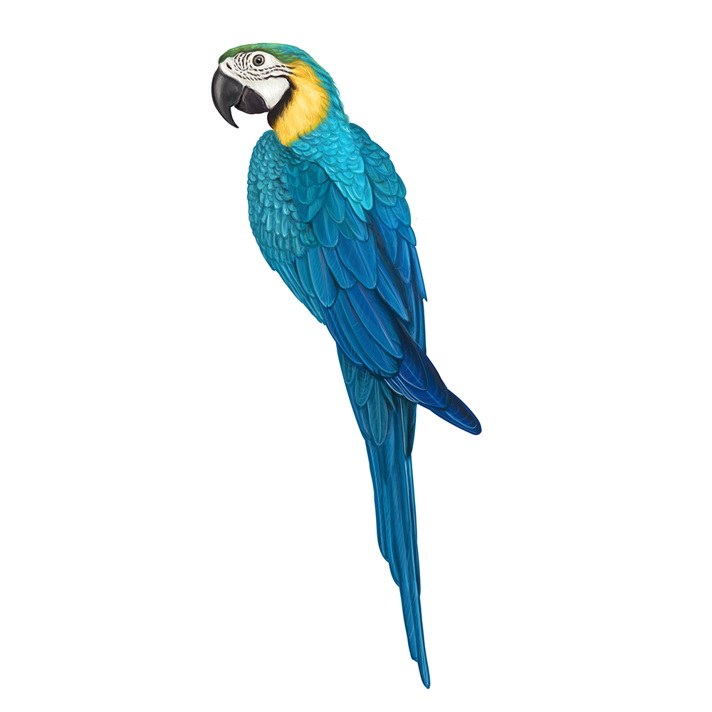 自然界野生動物來體現(xiàn)化妝品的純天然—護膚品包裝設(shè)計