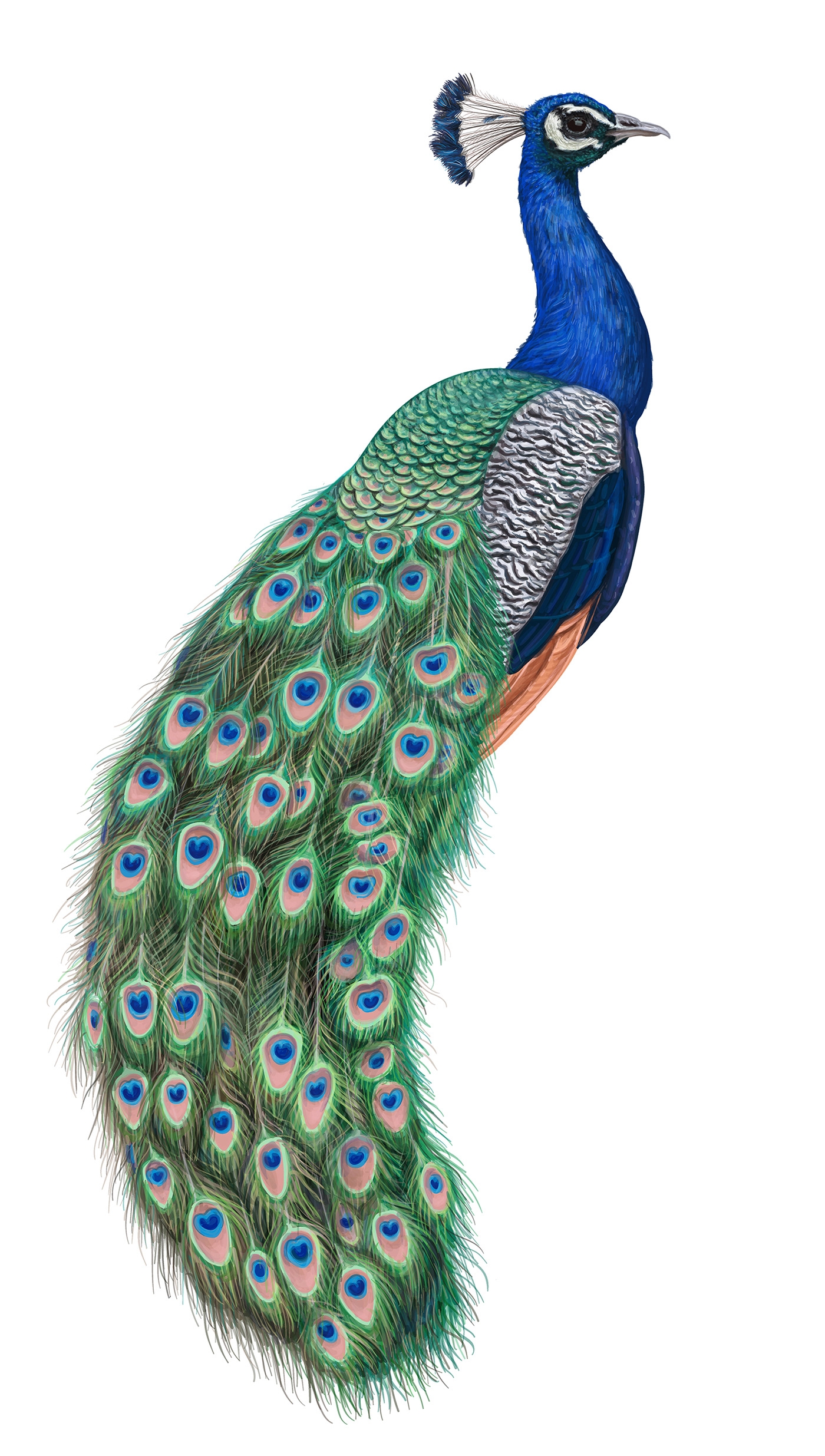 自然界野生動物來體現(xiàn)化妝品的純天然—護膚品包裝設(shè)計