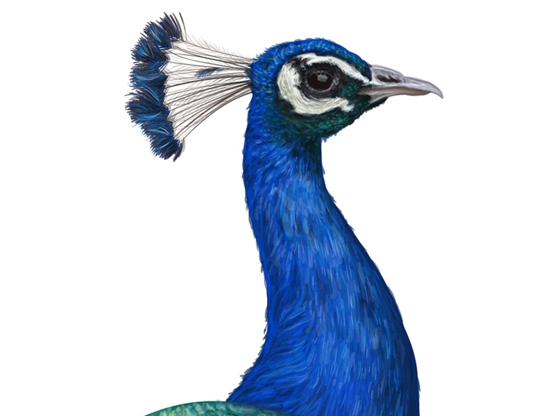 自然界野生動物來體現(xiàn)化妝品的純天然—護膚品包裝設(shè)計