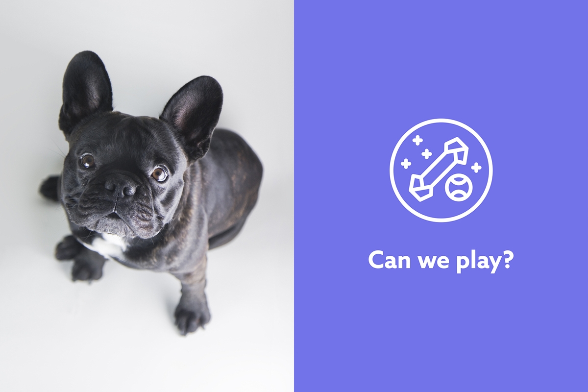 使你的狗快樂所需的一切—寵物用品包裝設計